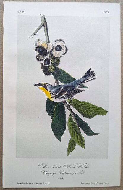 Yellow-throated Wood-Warbler / Yellow-throated Warbler Royal Octavo print, printing plate #79, 3rd edition, from Birds of America, by John J Audubon.