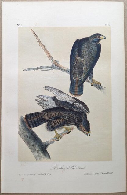 Harlan's Buzzard, known today as the Red-tailed Hawk, Royal Octavo print, printing plate #8, 3rd edition, from Birds of America, by John J Audubon.
