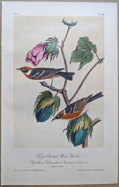 Bay-breasted Wood-Warbler / Bay-breasted Warbler Royal Octavo print, printing plate #80, 3rd edition, from Birds of America, by John J Audubon.