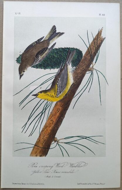 Pine-creeping Wood-Warbler / Pine Warbler Royal Octavo print, printing plate #82, 3rd edition, from Birds of America, by John J Audubon.