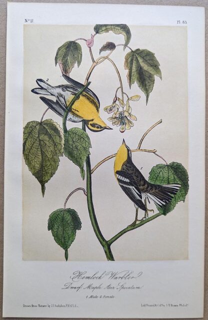 Hemlock Warbler / Blackburnian WarblerRoyal Octavo print, printing plate #83, 3rd edition, from Birds of America, by John J Audubon.
