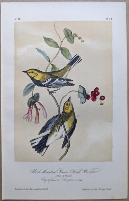 Black-throated Green Wood Warbler / Black-throated Green Warbler Royal Octavo print, printing plate #84, 3rd edition, from Birds of America, by John J Audubon.