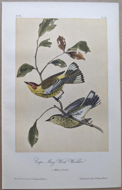 Cape May Wood-Warbler / Cape May Warbler Royal Octavo print, printing plate #85, 3rd edition, from Birds of America, by John J Audubon.
