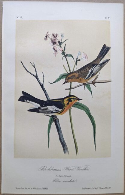 Blackburnian Wood-Warbler / Blackburnian Warbler Royal Octavo print, printing plate #87, 3rd edition, from Birds of America, by John J Audubon.