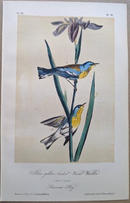 Blue yellow-backed Wood-Warbler / Northern Parula WarblerRoyal Octavo print, printing plate #91, 3rd edition, from Birds of America, by John J Audubon.