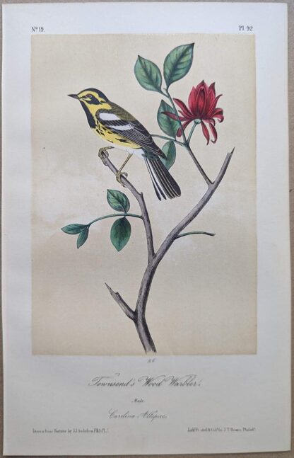 Townsend's Wood-Warbler / Townsend's Warbler Royal Octavo print, printing plate #92, 3rd edition, from Birds of America, by John J Audubon.