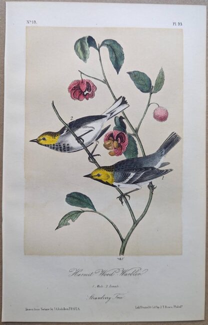 Hermit Wood-Warbler / Hermit WarblerRoyal Octavo print, printing plate #93, 3rd edition, from Birds of America, by John J Audubon.