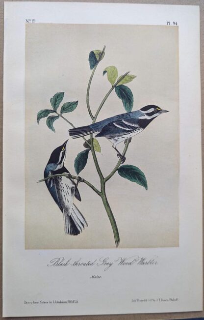 Black-throated Grey Wood-Warbler / Black-throated Gray Warbler Royal Octavo print, printing plate #94, 3rd edition, from Birds of America, by John J Audubon.