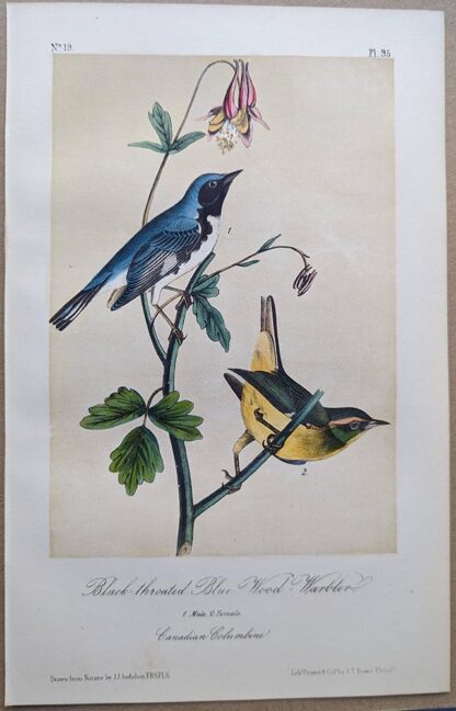 Black-throated Blue Wood-Warbler / Black-throated Blue Warbler Royal Octavo print, printing plate #95, 3rd edition, from Birds of America, by John J Audubon.