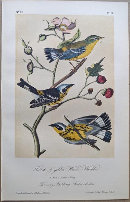 Black & yellow Wood-Warbler / Magnolia Warbler Royal Octavo print, printing plate #96, 3rd edition, from Birds of America, by John J Audubon.