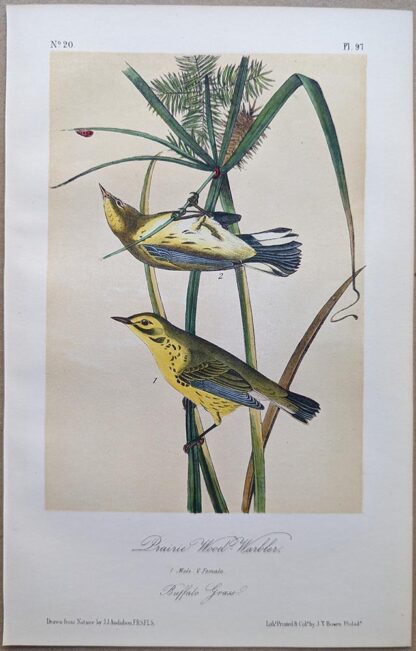Prairie Wood-Warbler / Prairie Warbler Royal Octavo print, printing plate #97, 3rd edition, from Birds of America, by John J Audubon.