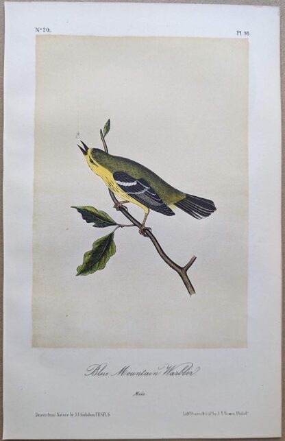Blue Mountain WarblerRoyal Octavo print, printing plate #98, 3rd edition, from Birds of America, by John J Audubon.