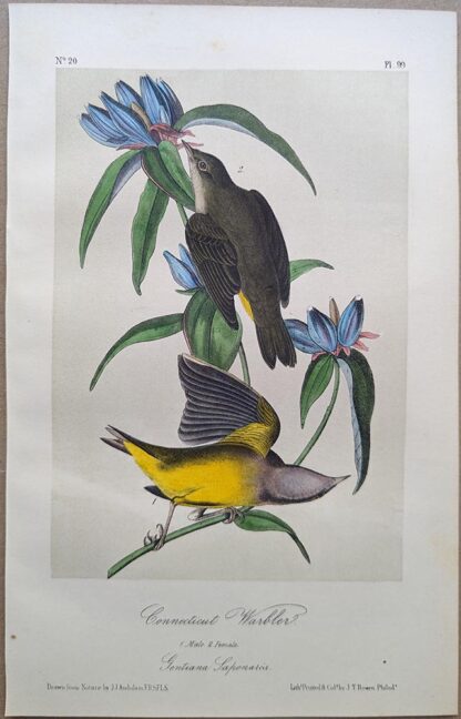 Connecticut Warbler Royal Octavo print, printing plate #99, 3rd edition, from Birds of America, by John J Audubon.