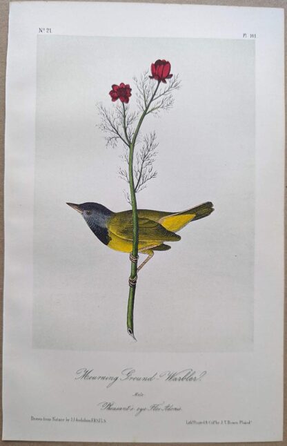 Original lithograph by John Audubon of the Mounring Ground-Warbler, 3rd Edition, plate 101