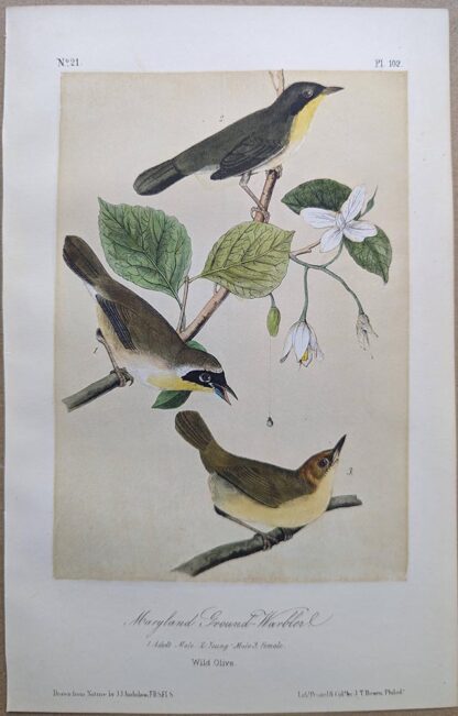 Original lithograph by John Audubon of the Maryland Ground-Warbler, 3rd Edition, plate 102