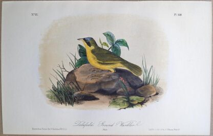 Original lithograph by John Audubon of the Delafield's Ground-Warbler / Masked Yellowthroat, 3rd Edition, plate 103