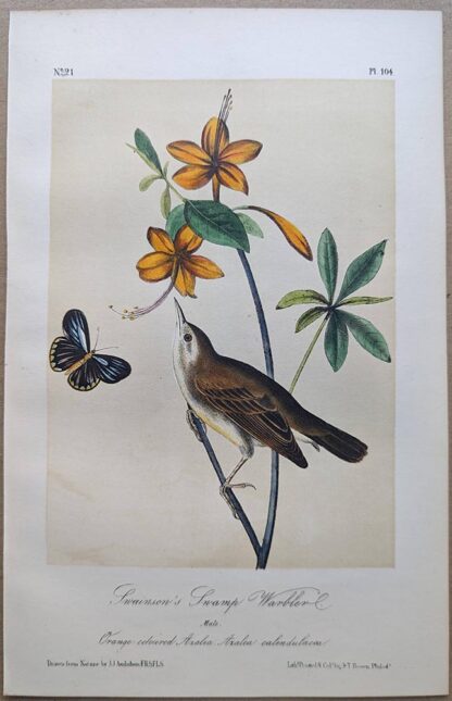 Original lithograph by John Audubon of the Swainson's Swamp Warbler, 3rd Edition, plate 104