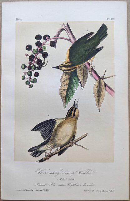 Original lithograph by John Audubon of the Worm-eating Swamp Warbler / Worm-eating Warbler, 3rd Edition, plate 105