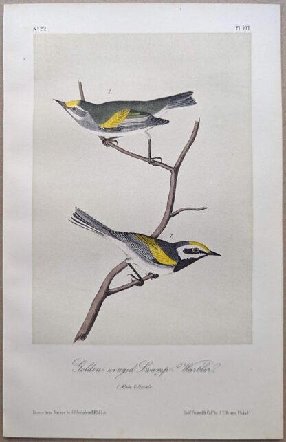 Original lithograph by John Audubon of the Golden-winged Swamp-Warbler / Golden-winged Warbler, 3rd Edition, plate 107