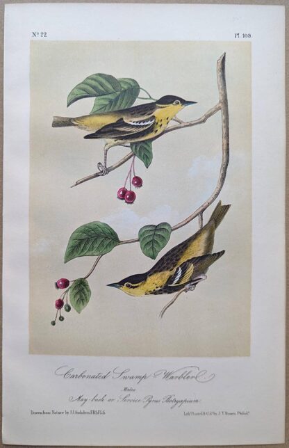 Original lithograph by John Audubon of the Carbonated Swamp-Warbler / Carbonated Warbler, 3rd Edition, plate 109