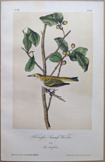 Original lithograph by John Audubon of the Tennessee Swamp Warbler / Tennessee Warbler, 3rd Edition, plate 110