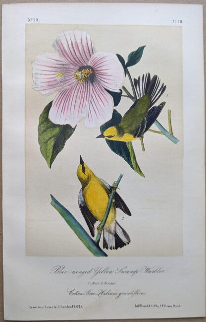 Original lithograph by John Audubon of the Blue-winged Yellow Swamp-Warbler / Blue-winged Warbler, 3rd Edition, plate 111