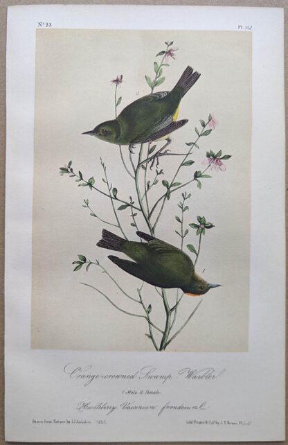 Original lithograph by John Audubon of the Orange-crowned Swamp-Warbler / Orange-crowned Warbler, 3rd Edition, plate 112