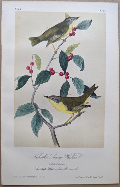 Original lithograph by John Audubon of the Nashville Swamp-Warbler / Nashville Warbler, 3rd Edition, plate 113