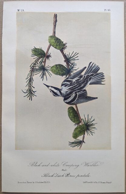 Original lithograph by John Audubon of the Black-and-white Creeping Warbler / Black-and-white Warbler, 3rd Edition, plate 114