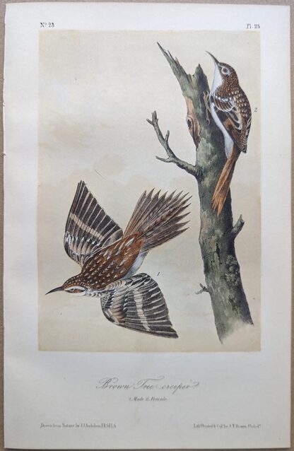 Original lithograph by John Audubon of the Brown Tree-creeper / Brown Creeper, 3rd Edition, plate 115