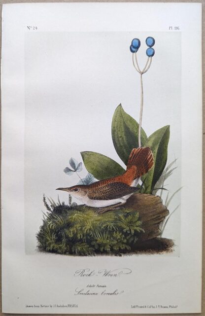 Original lithograph by John Audubon of the Rock-Wren, 3rd Edition, plate 116