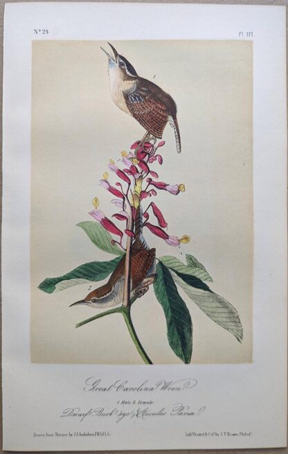 Original lithograph by John Audubon of the Great Carolina Wren / Carolina Wren, 3rd Edition, plate 117