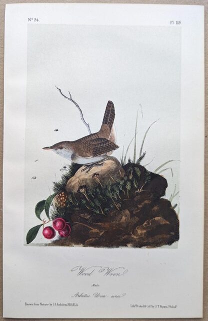 Original lithograph by John Audubon of the Wood Wren / House Wren, 3rd Edition, plate 119