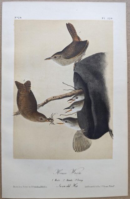 Original lithograph by John Audubon of the House Wren, 3rd Edition, plate 120