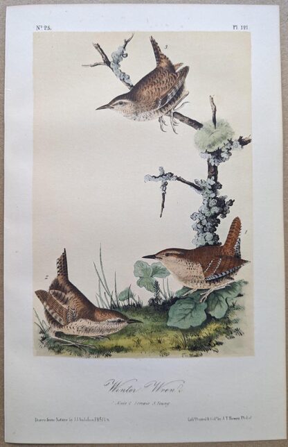 Original lithograph by John Audubon of the Winter Wren, 3rd Edition, plate 121