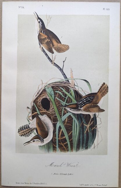 Original lithograph by John Audubon of the Marsh Wren, 3rd Edition, plate 123