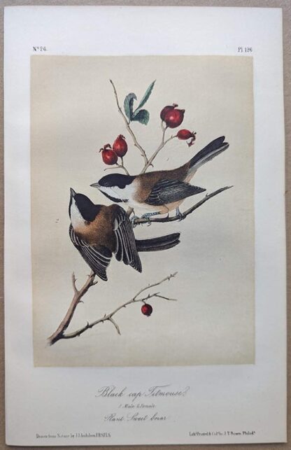 Original lithograph by John Audubon of the Black cap Titmouse / Black-capped Chickadee, 3rd Edition, plate 126