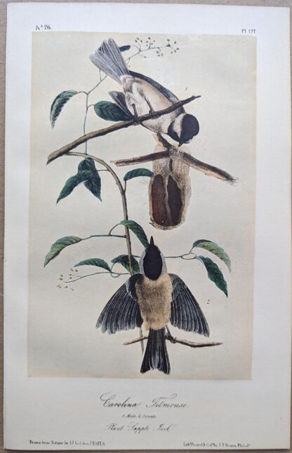 Original lithograph by John Audubon of the Carolina Titmouse / Carolina Chickadee, 3rd Edition, plate 127
