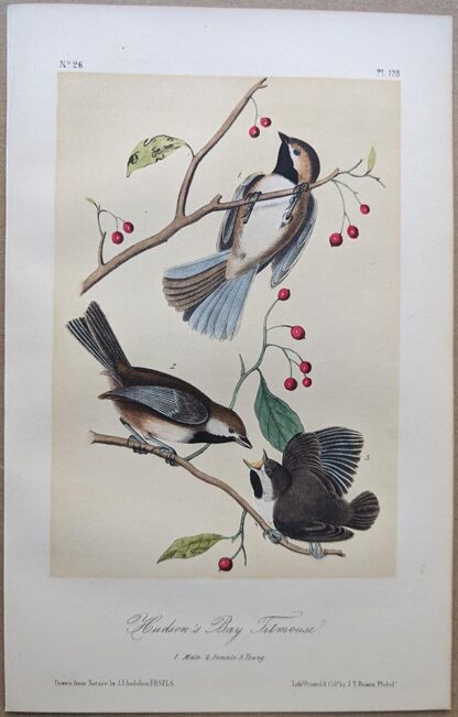 Original lithograph by John Audubon of the Hudson's Bay Titmouse / Boreal Chickadee, 3rd Edition, plate 128