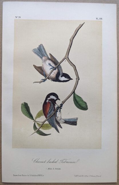 Original lithograph by John Audubon of the Chestnut-backed Titmouse / Chestnut-backed Chickadee, 3rd Edition, plate 129