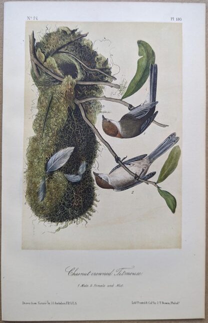 Original lithograph by John Audubon of the Chestnut-crowned Titmouse / Bushtit, 3rd Edition, plate 130