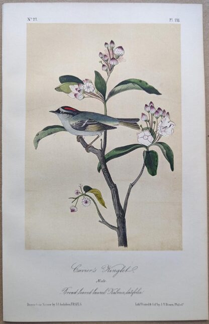 Original lithograph by John Audubon of the Cuvier's Kinglet, 3rd Edition, plate 131