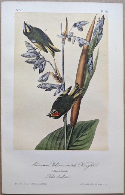 Original lithograph by John Audubon of the American Golden-crested Kinglet / Golden-crowned Kinglet, 3rd Edition, plate 132
