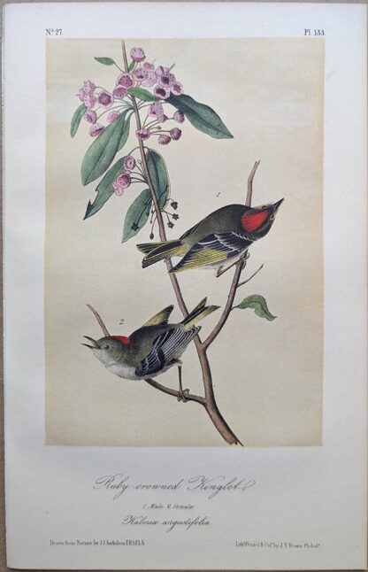 Original lithograph by John Audubon of the Ruby-crowned Kinglet, 3rd Edition, plate 133