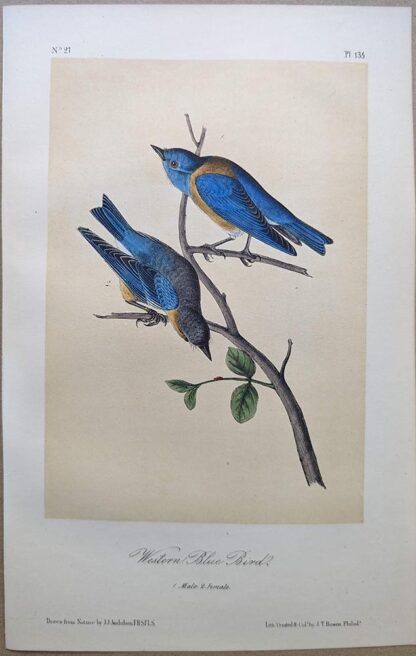 Original lithograph by John Audubon of the Western Blue Bird / Western Bluebird, 3rd Edition, plate 135