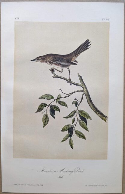 Original lithograph by John Audubon of the Mountain Mocking Bird / Sage Thrasher, 3rd Edition, plate 139