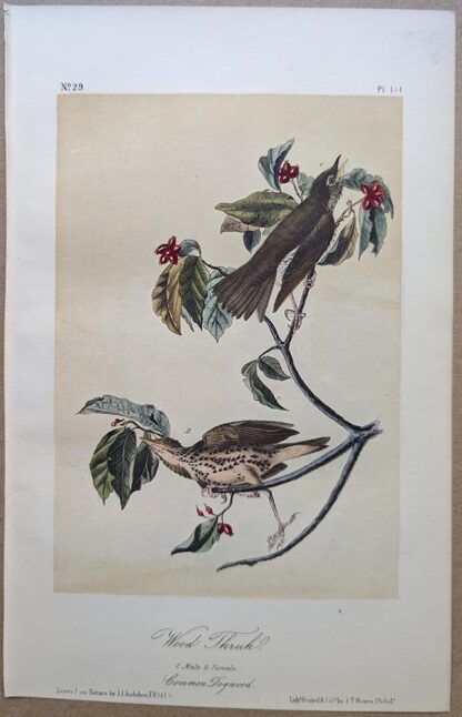 Original lithograph by John Audubon of the Wood Thrush, 3rd Edition, plate 144