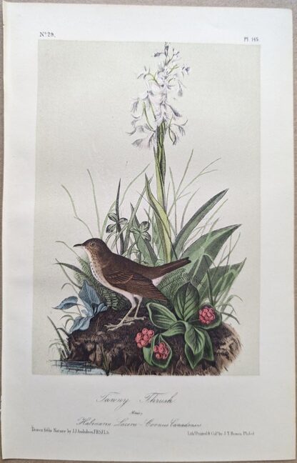 Original lithograph by John Audubon of the Tawny Thrush / Veery, 3rd Edition, plate 145