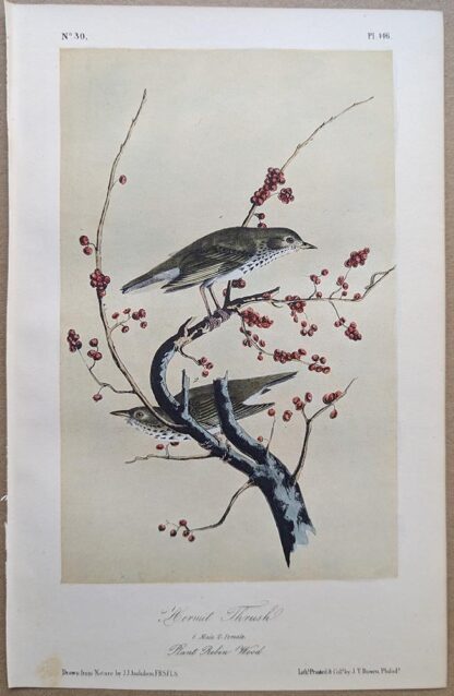 Original lithograph by John Audubon of the Hermit Thrush, 3rd Edition, plate 146