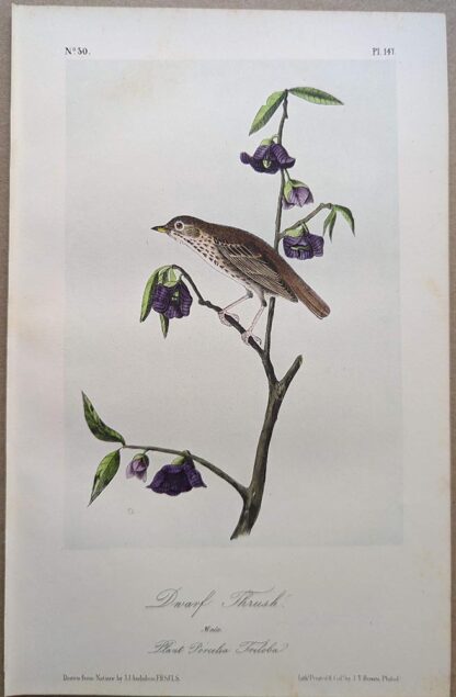 Original lithograph by John Audubon of the Dwarf Thrush / Hermit Thrush, 3rd Edition, plate 147